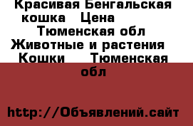 Красивая Бенгальская кошка › Цена ­ 7 000 - Тюменская обл. Животные и растения » Кошки   . Тюменская обл.